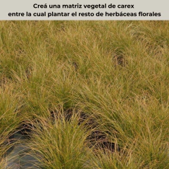Carex testacea (carex verde), foto 4 de 7