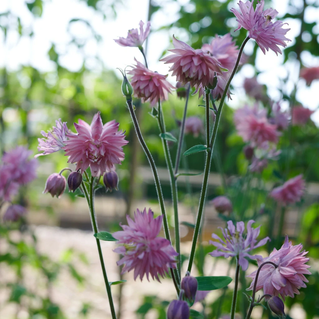 Aquilegia 'Rose Barlow' (aquilegia rosada doble)