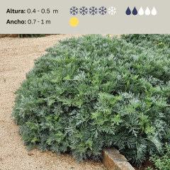 Artemisia "Powis Castle" (artemisia compacta), foto 2 de 4