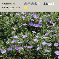Convolvulus sabatius (campanita azul), foto 2 de 2