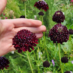 Scabiosa Chat Noir / Black Cat - 20 semillas