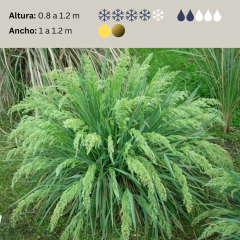 Poa iridifolia (poa de las sierras), foto 2 de 3