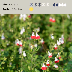 Salvia Hot Lips, foto 2 de 3