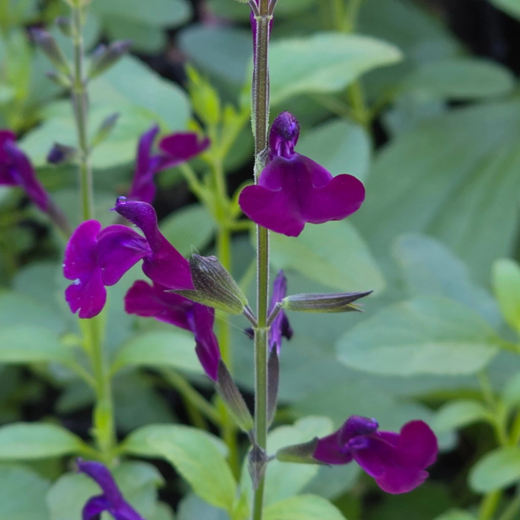 Salvia jamensis "Nachtvlinder" (salvia gregui de flor púrpura)