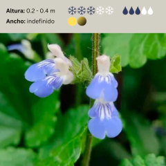 Salvia procurrens (salvia rastrera nativa), foto 2 de 3