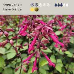 Salvia Wendy´s Wish - (salvia wendi), foto 2 de 3